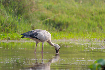 Low-angle view of the Asian openbill or Asian openbill stork (Anastomus oscitans) feeding in the river  in Chitwan National Park, Nepal