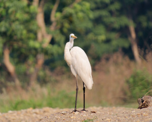 Selective focus photo of the Great Egret (Ardea Alba)  in Chitwan National Park, Nepal