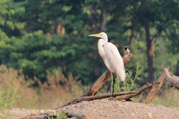 View of the Great Egret (Ardea Alba)  in Chitwan National Park, Nepal