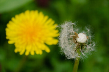Yellow bright blooming sow thistles (Sonchus oleraceus) among green leaves, close up, peaceful garden atmosphere