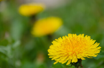 Yellow bright blooming sow thistles (Sonchus oleraceus) among green leaves, close up, peaceful garden atmosphere