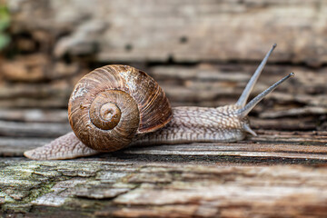 snail on a board concept background