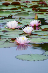 スイレンの花咲く春の池の風景 鳥取県 多鯰ヶ池