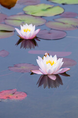 スイレンの花咲く春の池の風景 鳥取県 多鯰ヶ池