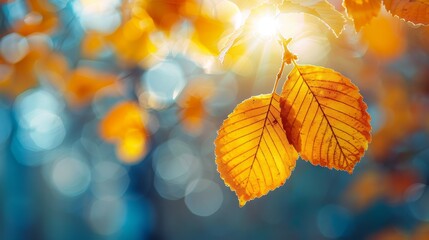 A leaf is hanging from a tree branch in the sunlight