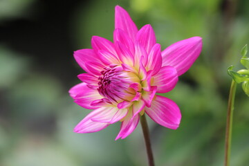 Dahlia flowers in the garden on green leaves background.