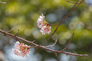 桜と玉ボケ