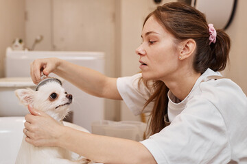 Side view portrait of young woman washing cute little dog in bathtub at grooming salon copy space