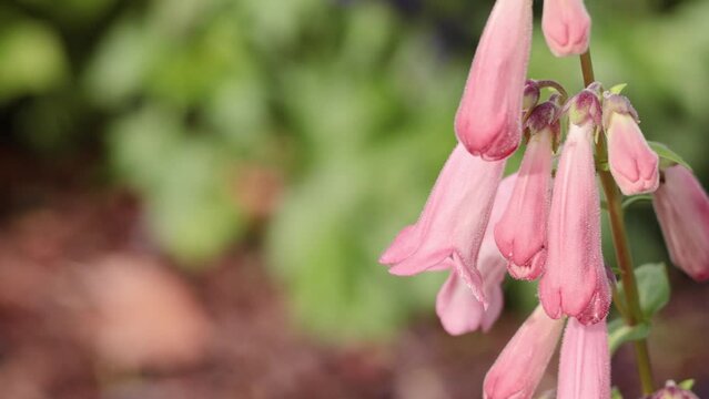 Pink Penstemon Flowers in the Wind