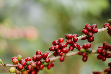 organic arabica coffee with farmer harvest in farm.harvesting Robusta and arabica  coffee berries by agriculturist hands,Worker Harvest arabica coffee berries on its branch, harvest concept.