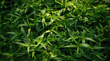 Obraz premium Outdoor Lush Green Grass Texture