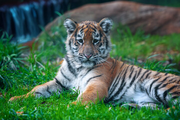 Tiger cub in the wild. Baby animal in green grass on waterfall background