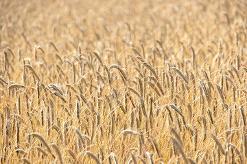 Close up at a rye field in the countryside