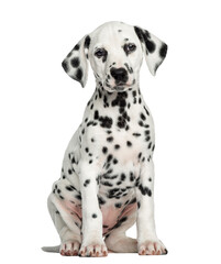 Front view of a Dalmatian puppy sitting, facing, isolated on white