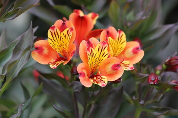 Alstroemeria aurea, commonly called Peruvian lily or incas.