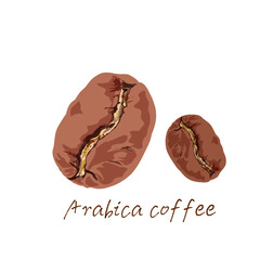Arabica coffee beans on a white background