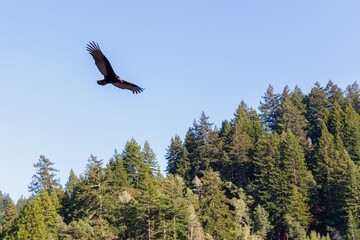 Eagle flying high in the sky. Mt Tamalpais, Marin, California, United States of America.