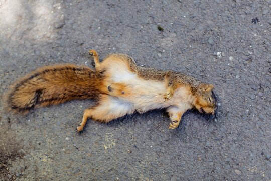 Deceased squirrel lying on the pavement. Fairfax, California, United States of America.