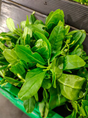 Bundle of Basil Leaves on Display at a Traditional Market