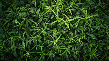 Outdoor Lush Green Grass Texture