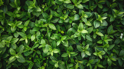 Outdoor Lush Green Grass Texture