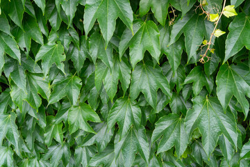 Parthenocissus green hedge, virginia crepeper foliage wall pattern, lush green victoria creeper ivy...