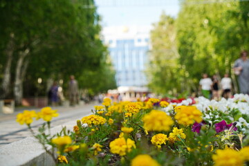 Obraz premium Flower bed in the city park.