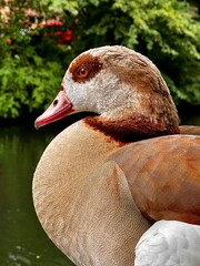 Eine farbenfrohe Ente am Teich