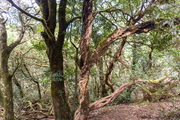 Fototapeta premium Laurel Park rural de Anaga, Tenerife lush greenery, walking paths, recreational area, local flora public park