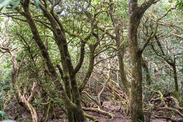 Obraz premium Laurel Park rural de Anaga, Tenerife lush greenery, walking paths, recreational area, local flora public park