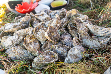 Fresh oysters pile on fish market in Essaouira medina port, sea food sale in Morocco