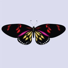 Butterfly, Peacock Butterfly Sitting Selective focus. High quality photos and Illustrator