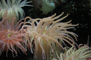 クラゲ・加茂水族館（山形県・鶴岡市）