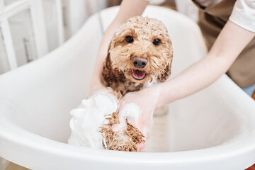 Portrait of happy little Maltipoo dog enjoying washing in bathtub and covered in soap foam smiling...