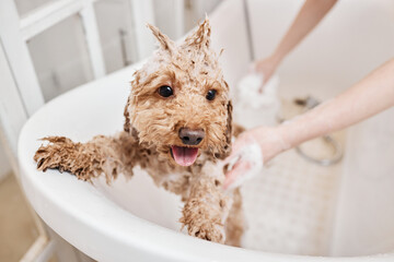 Portrait of cute wet puppy enjoying bath with funky hairstyle during care in grooming salon copy...