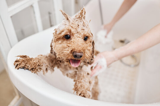 Portrait of cute wet puppy enjoying bath with funky hairstyle during care in grooming salon copy space