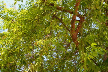 棕背伯勞（Lanius schach）は、中型の鳥であり、主にアジア地域に広く分布しています。棕背伯勞はその独特な姿と捕食の戦略で知られており、アジアの多様な生息地で重要な役割を果たしています。