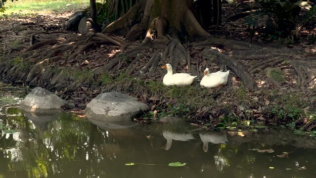 Patos del lago