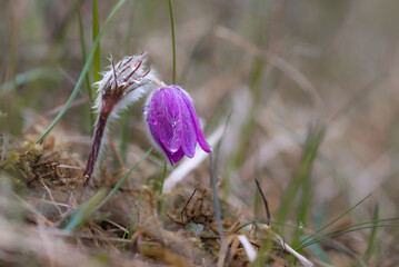 purple crocus flower