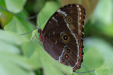 butterfly on leaf