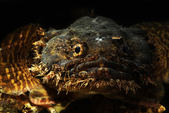 Singapore toadfish (Allenbatrachus reticulatus) fish face close up