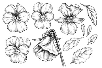 Viola Pansy flowers set vintage vector illustration 