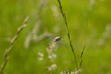 Beetle in the grass