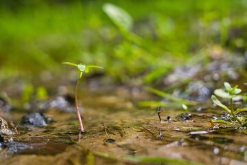 grass in a mud