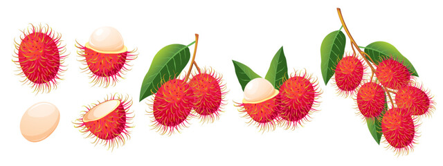 Exotic fruit rambutan.Set of fresh fruits.Rambutan on a branch,peeled rambutan,whole.Vector illustration.