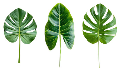 green leaves isolated on white