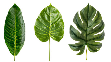 green leaves isolated on white background