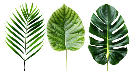 green leaf isolated on white background