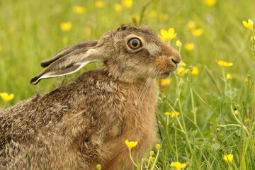 A beautiful Brown Hare, Lepus europaeus, feeding in a meadow of Buttercups.