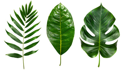 green leaves  isolate on transparency background PNG